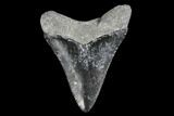 Serrated, Fossil Megalodon Tooth - Florida #114112-1